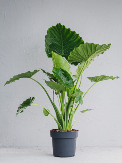 Alocasia California - Orecchie d'Elefante  - Vaso 21cm