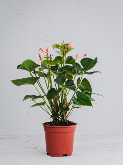 Anthurium Amalia Elegans - Vaso 17cm