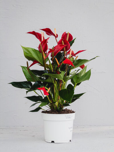 Anthurium Banderola Royal - Vaso 17cm
