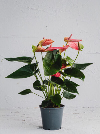 Anthurium Rosa - Vaso 12cm