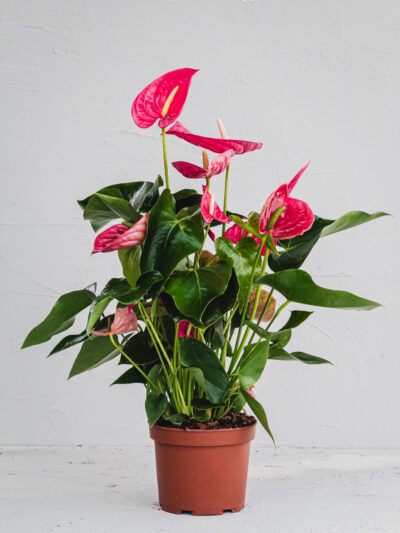 Anthurium Rosa - Vaso 17cm