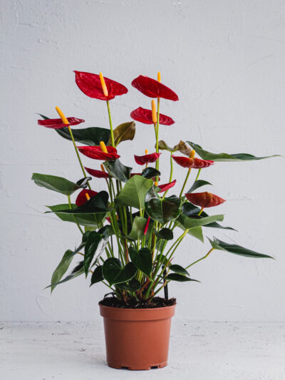 Anthurium Rosso - Vaso 17cm