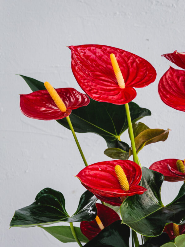 Anthurium Rosso - Vaso 17cm - immagine 3