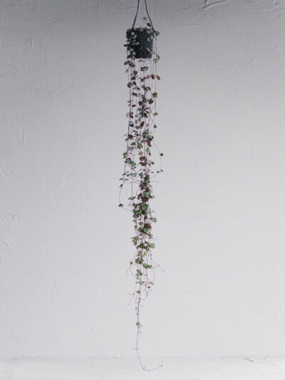 Ceropegia Ricadente- Vaso 12cm