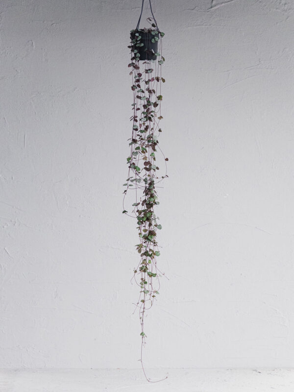 Ceropegia Ricadente- Vaso 12cm