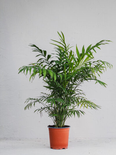 Chamaedorea elegans  - Vaso 17cm