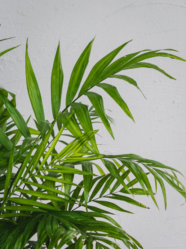 Chamaedorea elegans  - Vaso 17cm - immagine 3