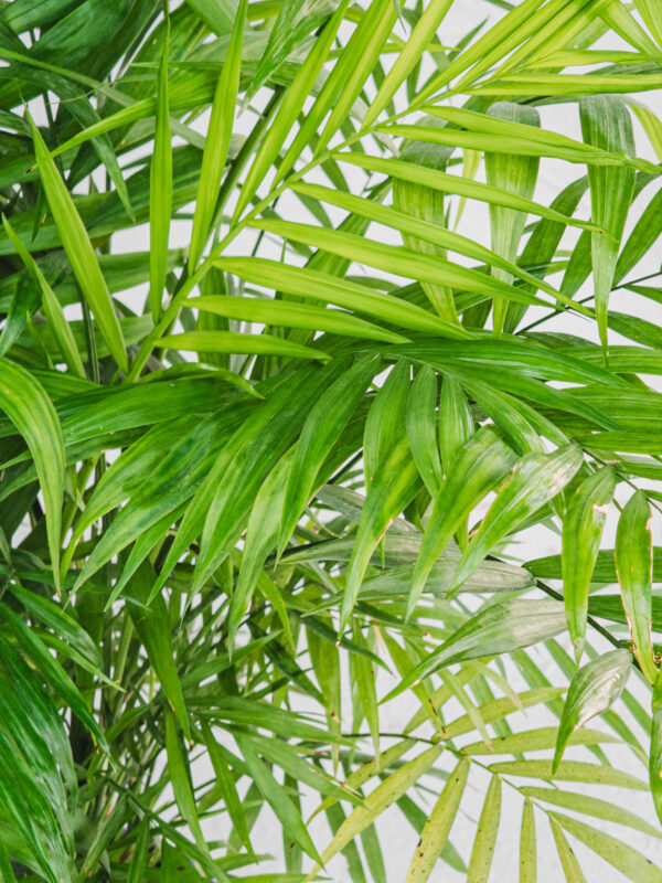 Chamaedorea elegans  - Vaso 17cm - immagine 2