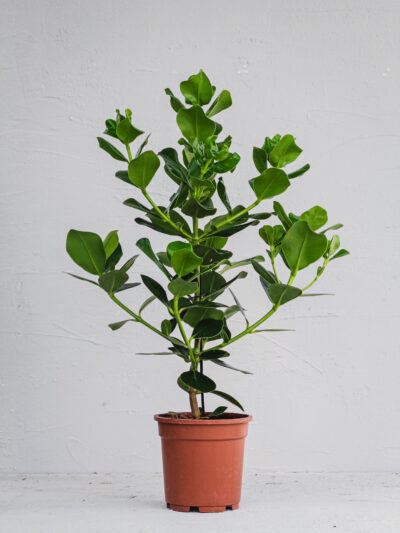 Clusia Rosea - Vaso 17cm