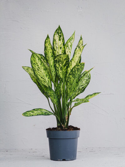 Dieffenbachia Vesuvio - Vaso 17cm