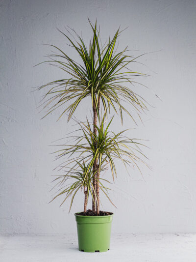 Dracena Marginata Kiwi  - Vaso 21cm