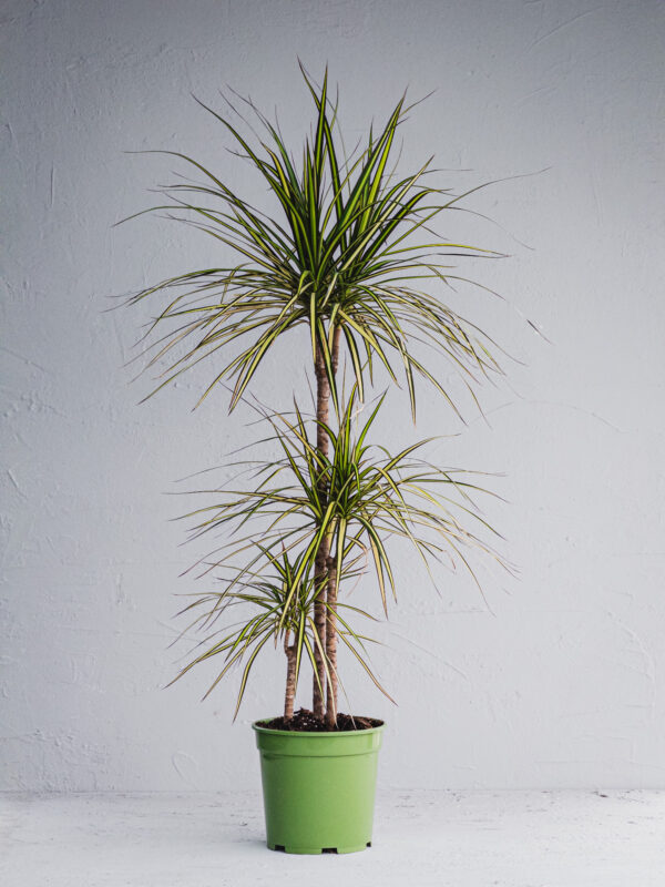 Dracena Marginata Kiwi  - Vaso 21cm