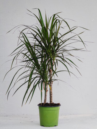 Dracena Marginata - 2 piante - Vaso 17cm