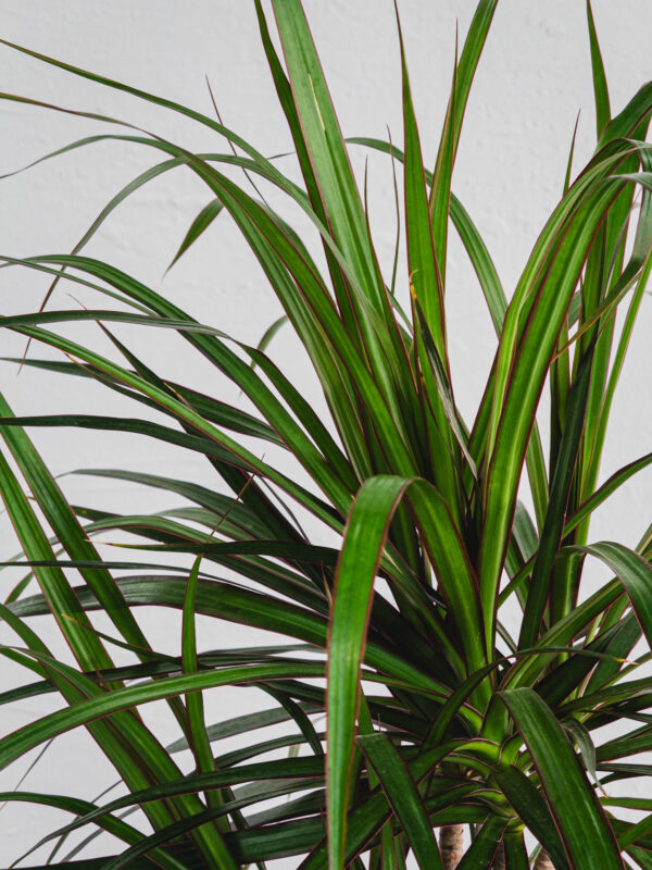 Dracena Marginata - 2 piante - Vaso 17cm - immagine 3