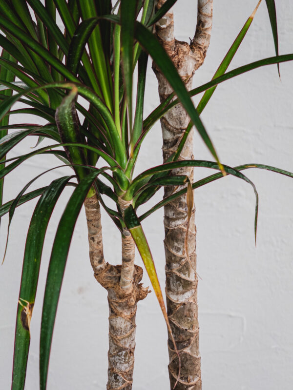 Dracena Marginata - 2 piante - Vaso 17cm - immagine 2