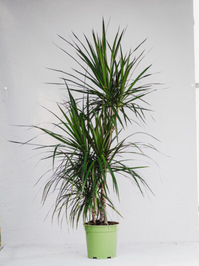 Dracena Marginata - 3 piante - Vaso 21cm