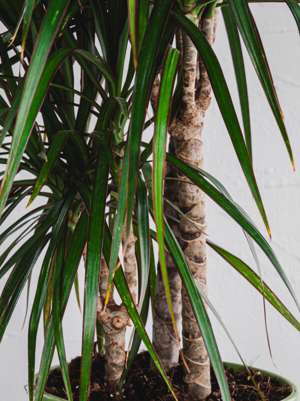 Dracena Marginata - 3 piante - Vaso 21cm - immagine 2