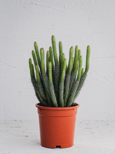 Euphorbia Baioensis  - Vaso 19cm
