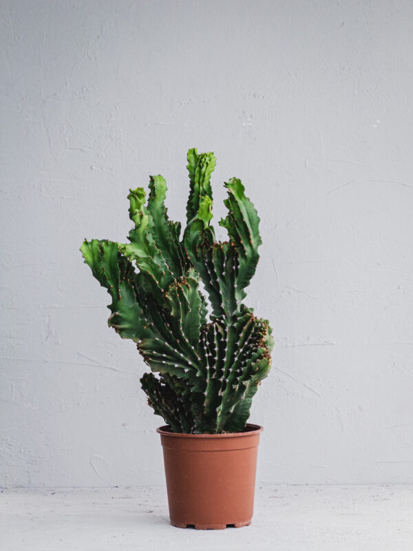 Euphorbia Crestata - Vaso 21cm