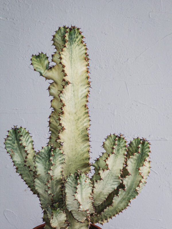 Euphorbia Marmorata  - Vaso 24cm - immagine 2