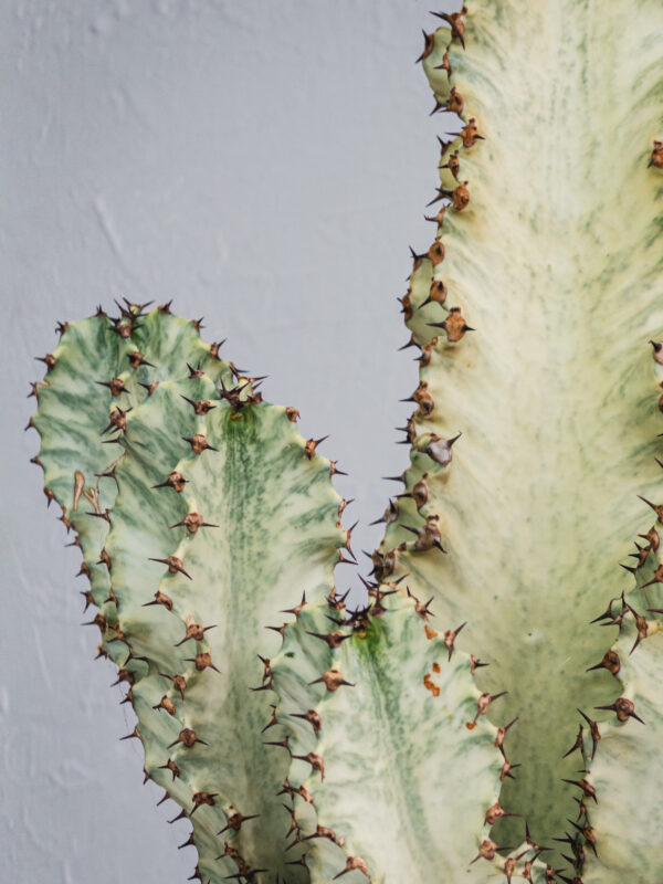Euphorbia Marmorata  - Vaso 24cm - immagine 4