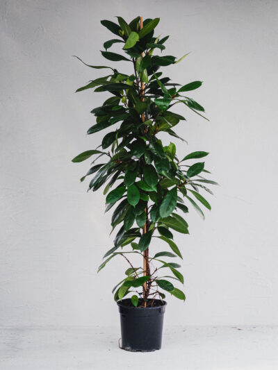 Ficus Cyathistipula - 1 pianta - Vaso 24cm
