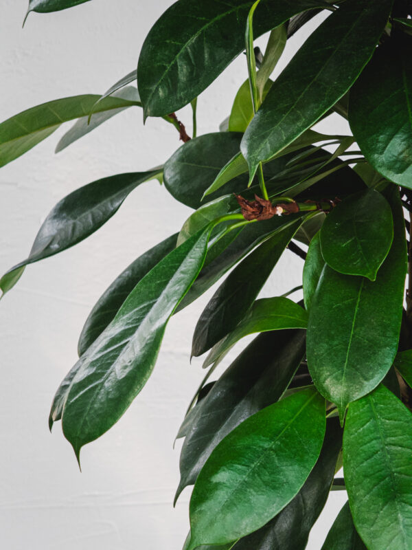 Ficus Cyathistipula - 1 pianta - Vaso 24cm - immagine 2