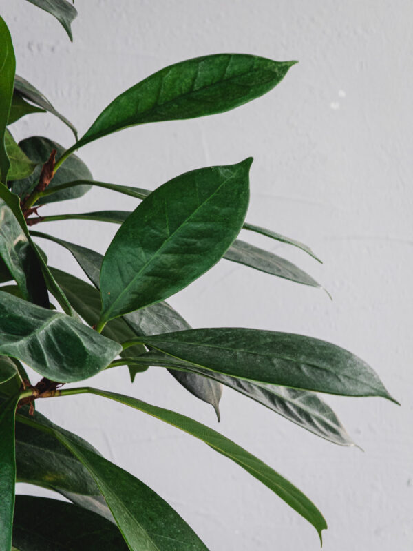 Ficus Cyathistipula - 1 pianta - Vaso 24cm - immagine 3
