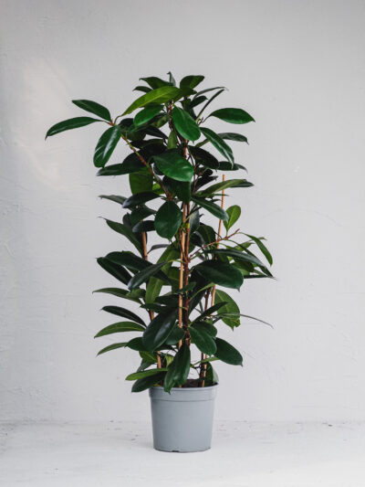 Ficus Cyathistipula - 3 piante - Vaso 21cm