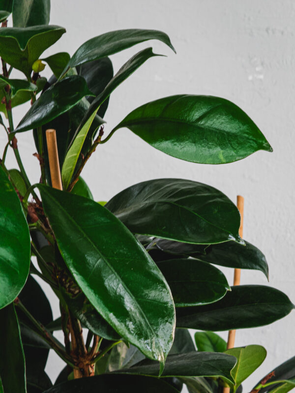 Ficus Cyathistipula - 3 piante - Vaso 21cm - immagine 3
