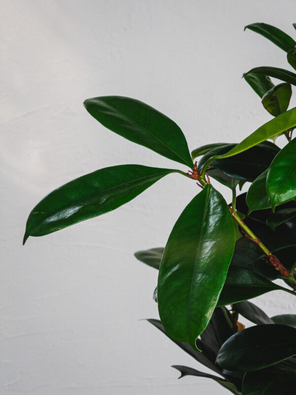 Ficus Cyathistipula - 3 piante - Vaso 21cm - immagine 2