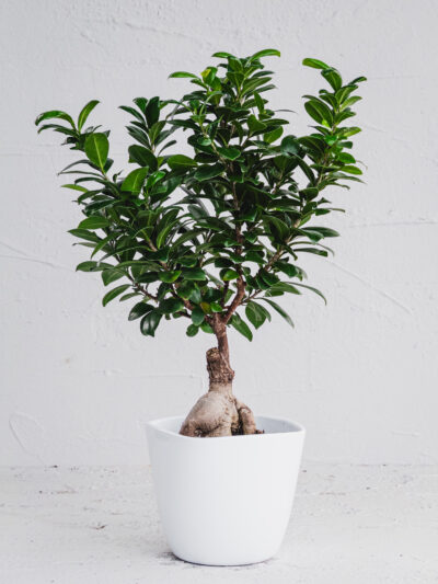 Ficus Ginseng  - Vaso Ceramica 15cm