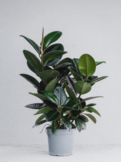 Ficus Robusta - Vaso 21cm