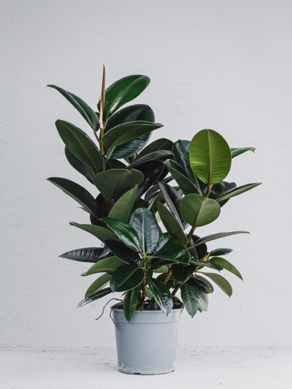Ficus Robusta - Vaso 21cm