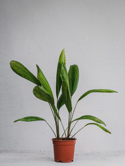 Licuala - Palma Ventaglio  - Vaso 17cm