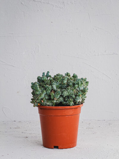 Mirtillocactus Crestato  - Vaso 17cm