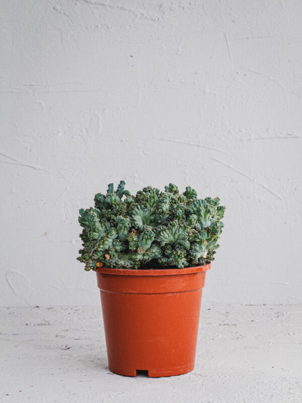 Mirtillocactus Crestato  - Vaso 17cm