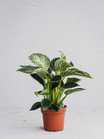 Philodendron White Wave  - Vaso 12cm