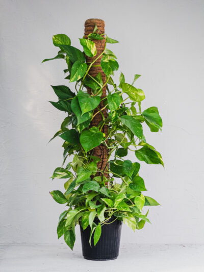 Pothos Bastone - Rampicante - Vaso 22cm