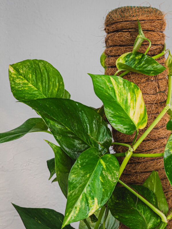 Pothos Bastone - Rampicante - Vaso 22cm - immagine 2