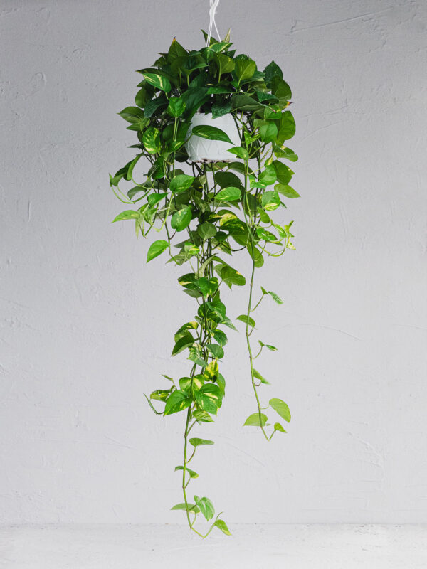 Pothos Aureum - Vaso 19cm