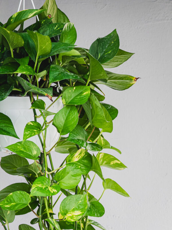 Pothos Aureum - Vaso 19cm - immagine 3