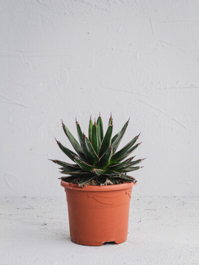 Regina Vittoria  - Vaso 19cm