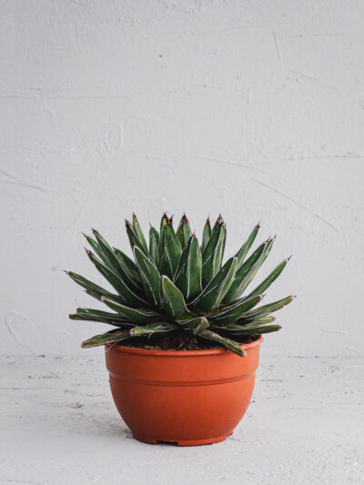 Regina Vittoria  - Vaso 21cm