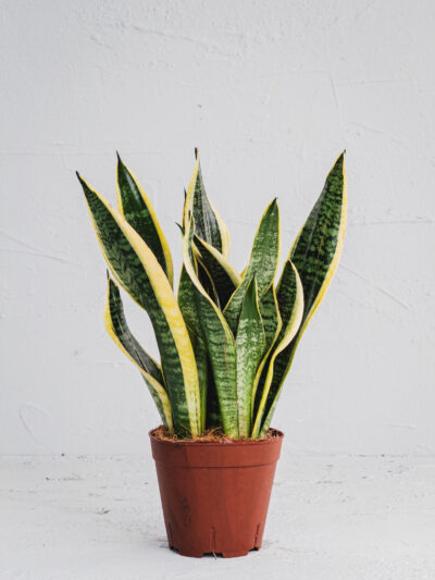 Sansevieria - Vaso 13cm