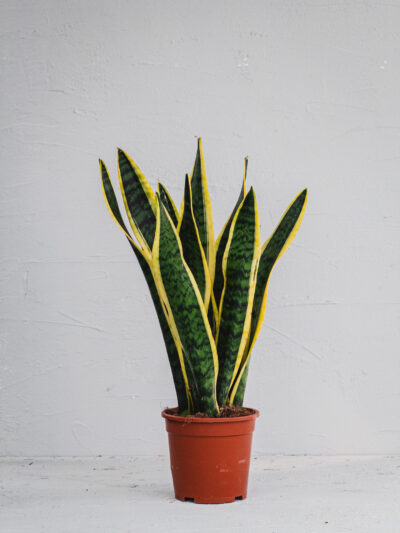 Sansevieria - Vaso 17cm