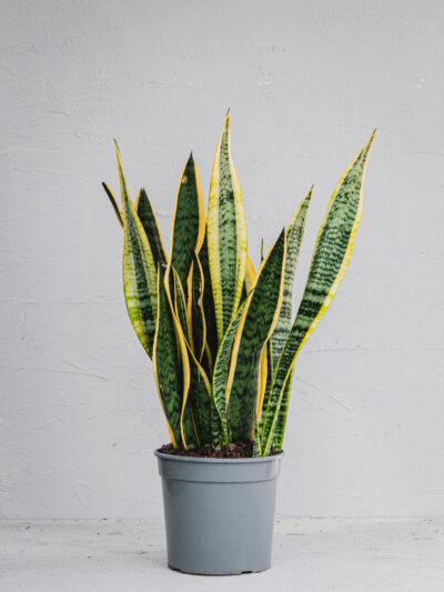Sansevieria - Vaso 21cm
