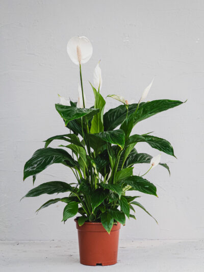 Spathyfillum Bianco - Vaso 17cm