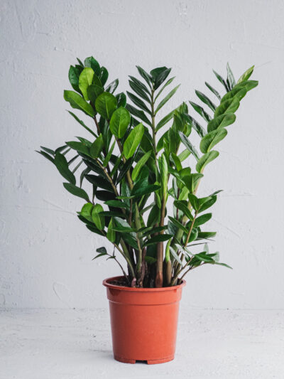 Zamia - Vaso 19cm