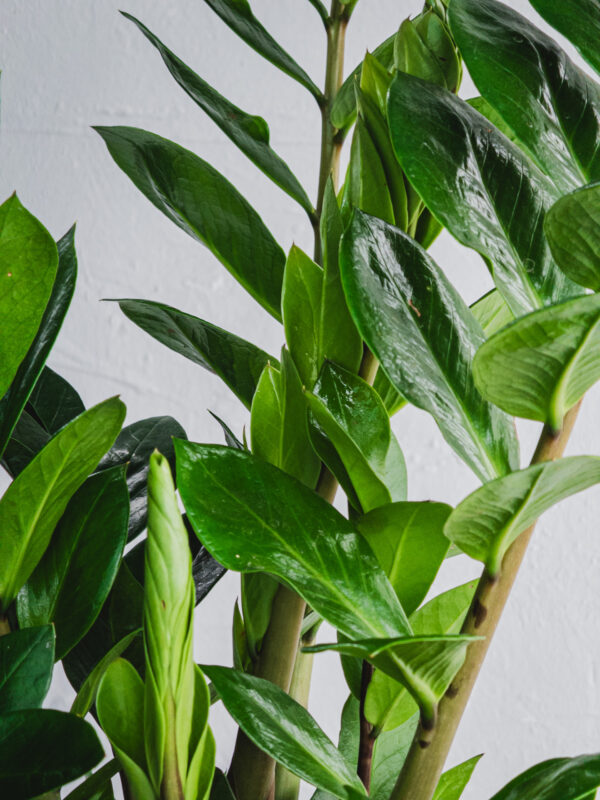 Zamia - Vaso 19cm - immagine 3